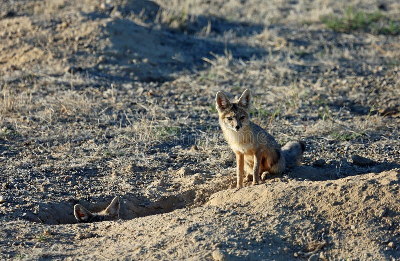 Kit foxes stock photo. Image of hole, desert, animal 232206926