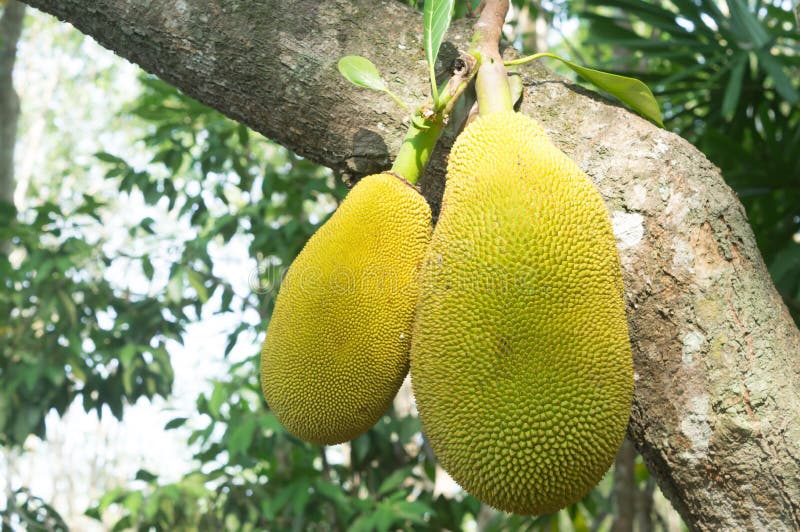 Two Young Green Jackfruits Hanging on Jackfruit Tree Stock Image