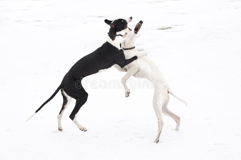 Two young greyhounds play