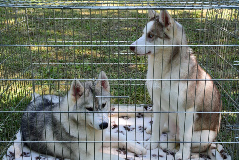 Two Young Husky Dog in a Cage Stock Image Image of canine, alaskan