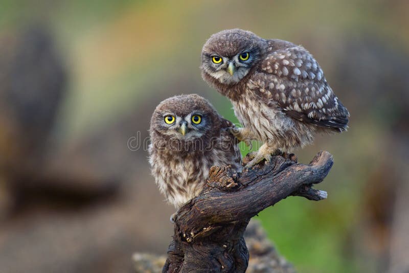 Two young little owls sit on a stick and look forward