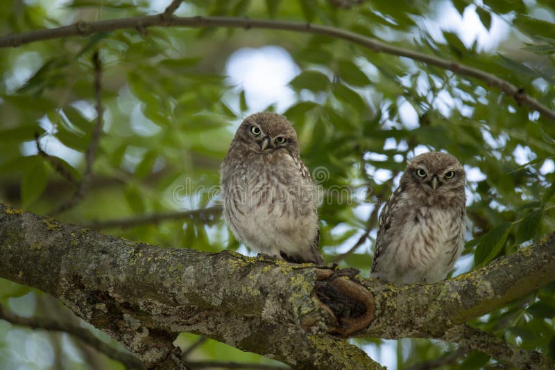 Two young Little Owls stock photo. Image of environment 200343504
