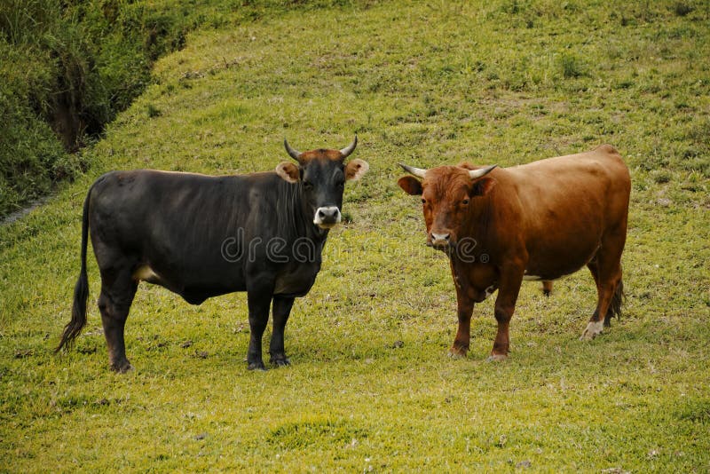 Two young oxes on a green pasture