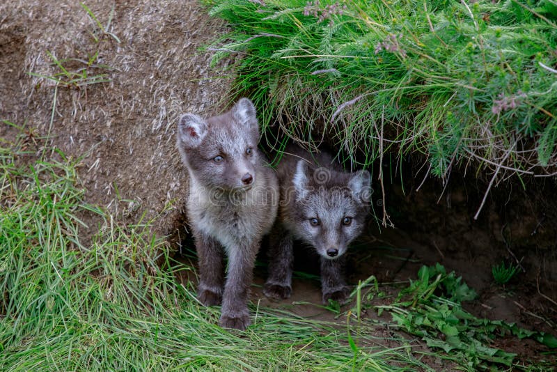 Two young arctic fox cub royalty free stock image Two young arctic fox cub royalty free stock image