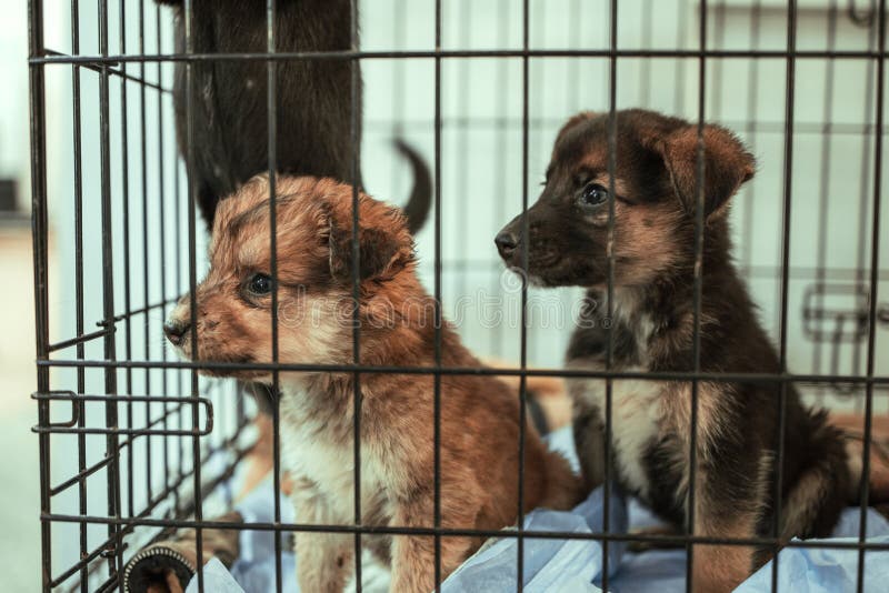 Two young puppies in a cage, animal shelter