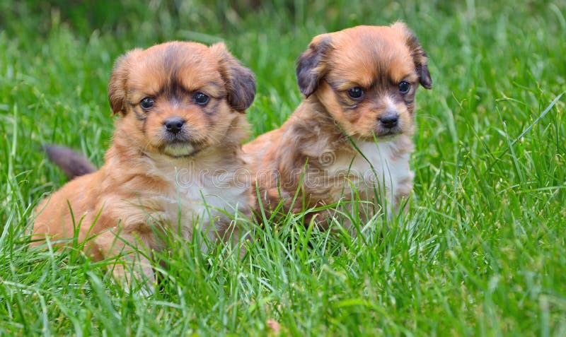 Two young puppies stock photo. Image of meadow, natural - 42293542