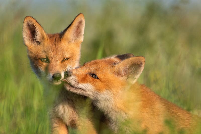Two Young Red Foxes in Grass on a Beautiful Light Stock Image Image of babyfox, foxes 157115419