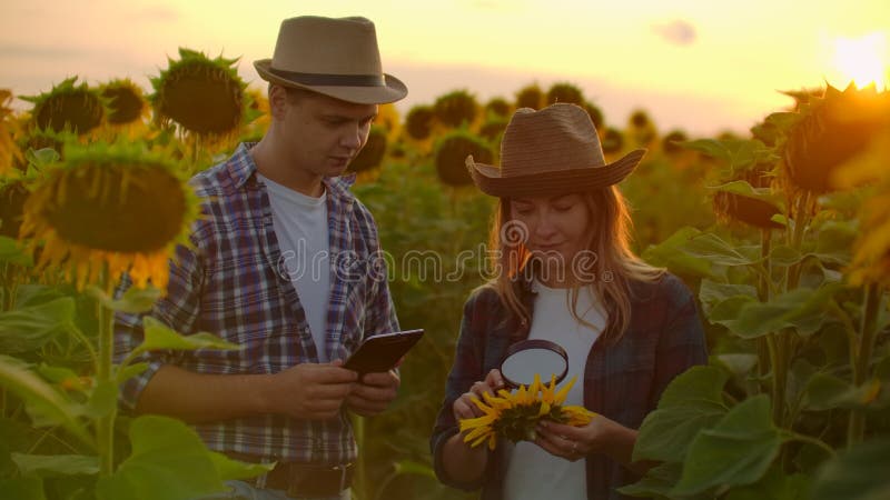 Two young scientists on the sunflowers field