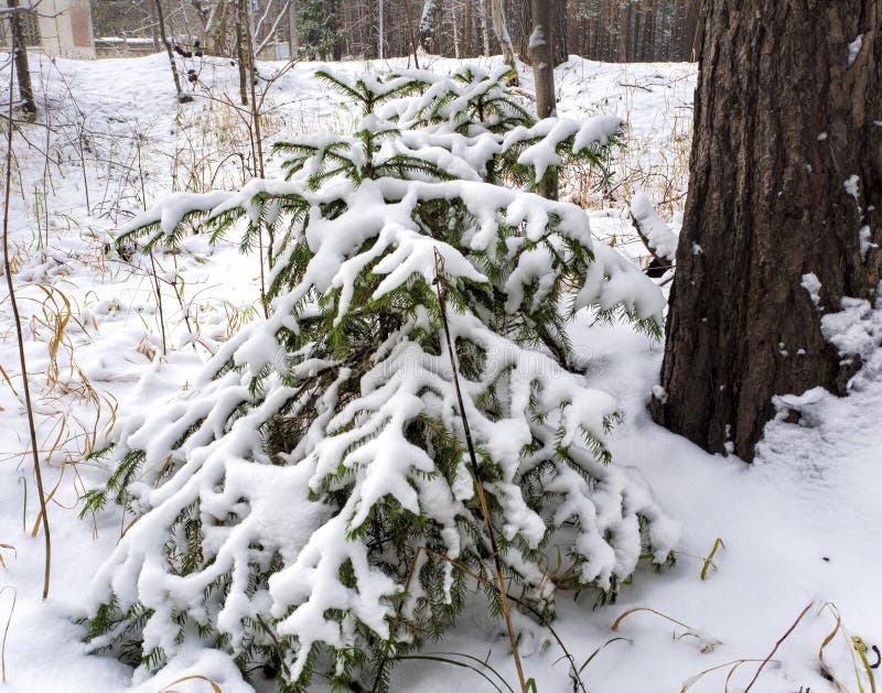 Two young spruce trees stand under a pine tree all covered with snow. Christmas forest background stock photo Two young spruce trees stand under a pine tree all covered with snow. Christmas forest background stock photo