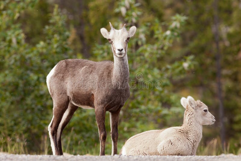 Two young Stone Sheep Ovis dalli stonei watching stock image Two young Stone Sheep Ovis dalli stonei watching stock image