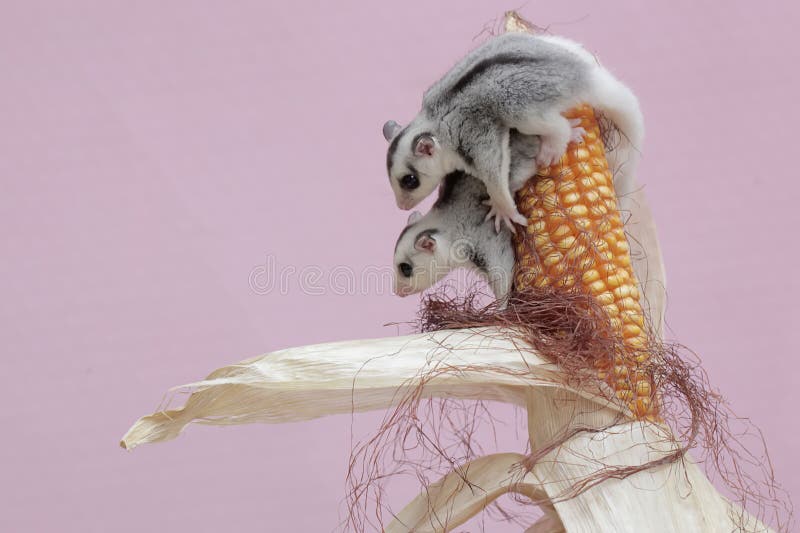Two Young Sugar Gliders are Eating Corn Kernels Which are Ready To Be