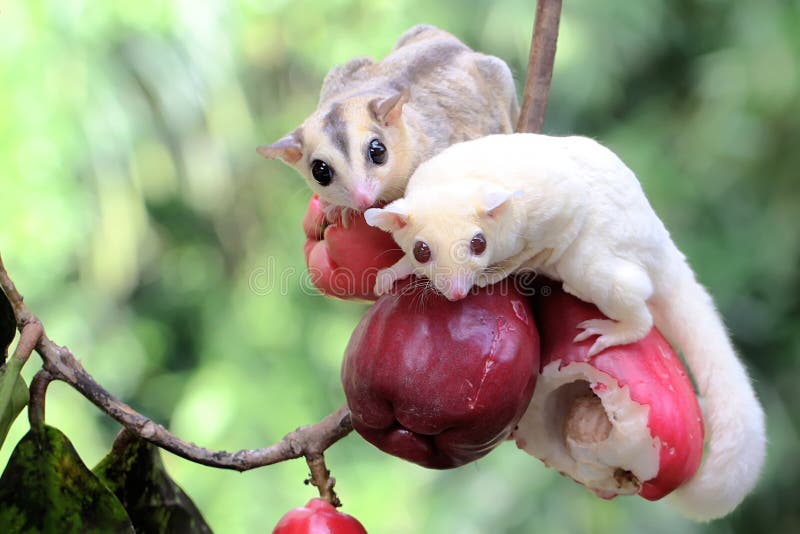 Two Young Sugar Gliders are Eating a Pink Malay Apple. Stock Photo