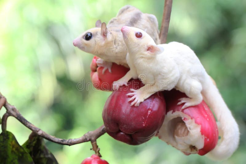 Two Young Sugar Gliders are Eating a Pink Malay Apple. Stock Photo