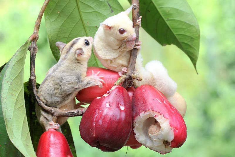 Two Young Sugar Gliders are Eating a Pink Malay Apple. Stock Image