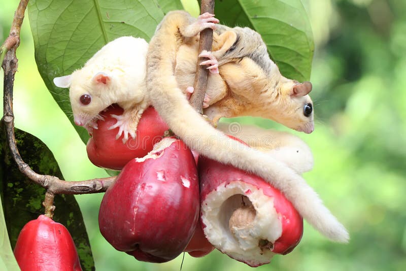 Two Young Sugar Gliders are Eating a Pink Malay Apple. Stock Photo