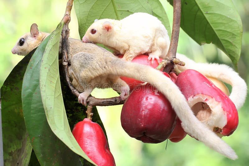 Two Young Sugar Gliders are Eating a Pink Malay Apple. Stock Photo