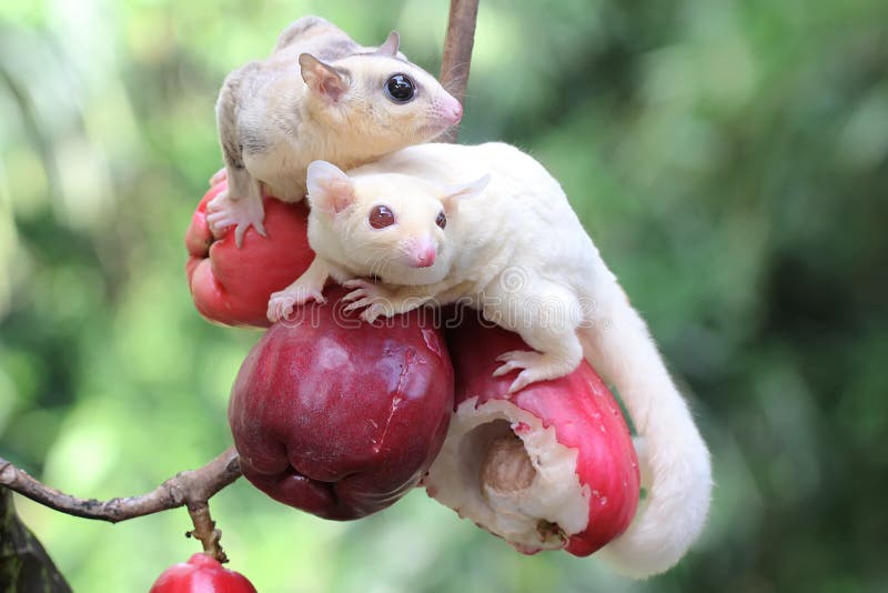 Two Young Sugar Gliders are Eating a Pink Malay Apple. Stock Image