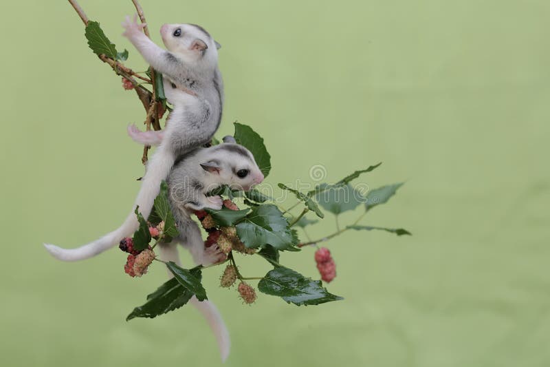 Two Young Sugar Gliders are Foraging on a Red Mulberry (Morus Rubra