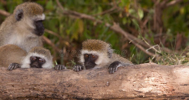 Two juvenile Black-faced Vervet Monkeys (Chlorocebus pygerythrus) use a fallen log to rest their heads and recover from their tiresome games. Log animal stock images, royalty-free photos and pictures