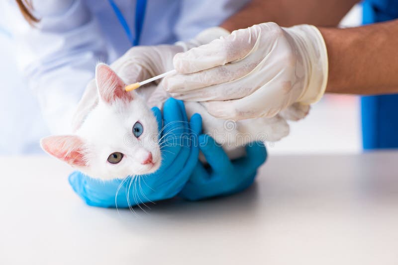 Two Young Vet Doctors Examining Sick Cat Stock Photo Image of feline