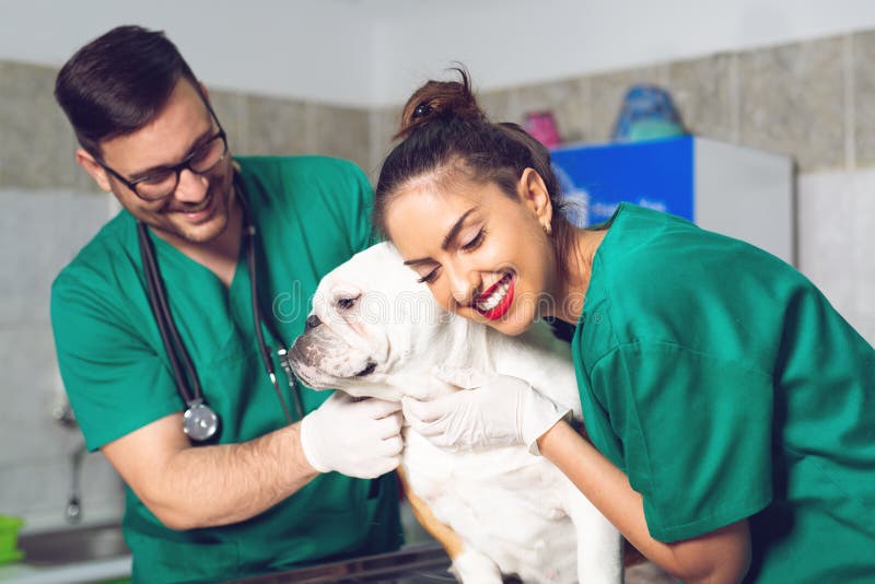 454 Veterinary Doctors Dog Photos - Free & Royalty-Free Stock Photos from  Dreamstime