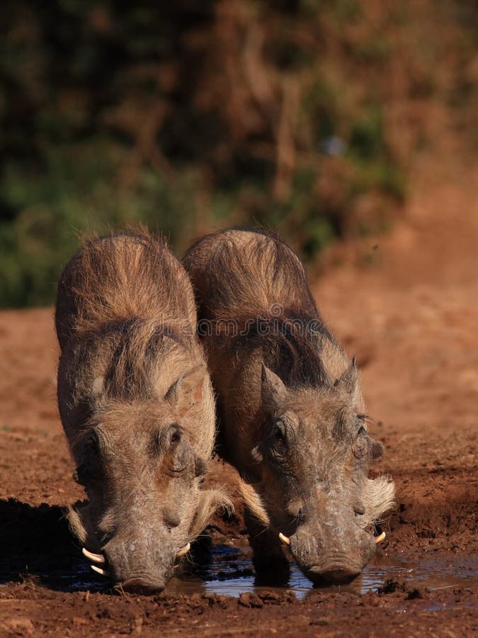 Two Young Warthogs