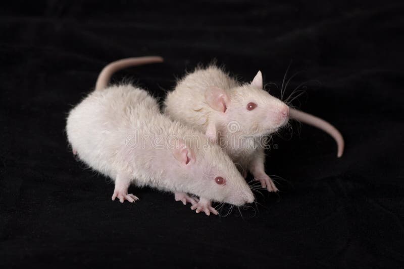 Two young white rats stock photo. Image of dark, rodent 24147570