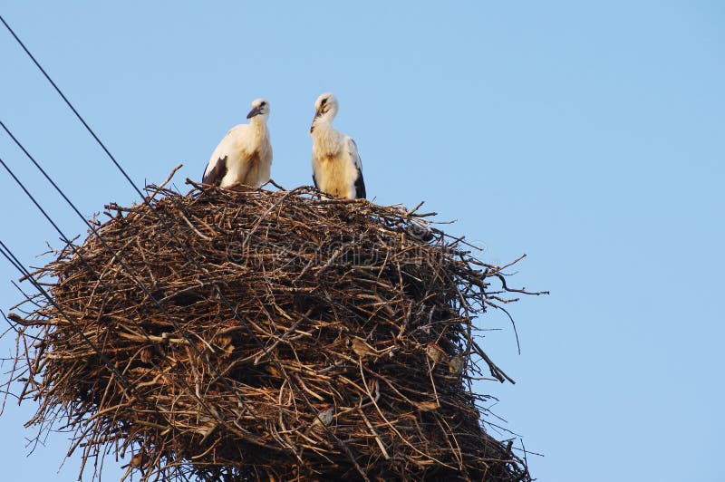 Two young white storks in the nest on blue sky background