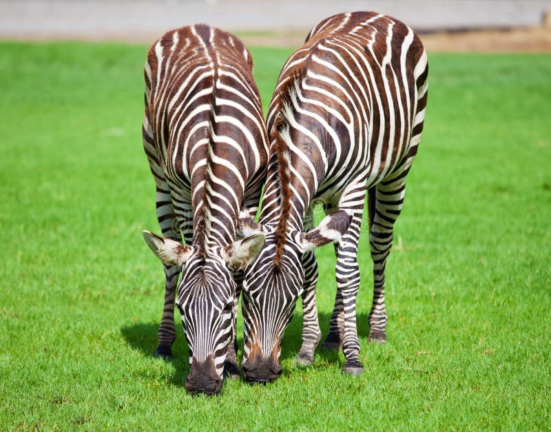 Two zebra