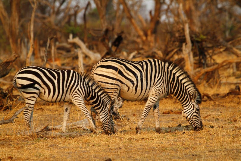 two zebra arkivfoton two zebra arkivfoton