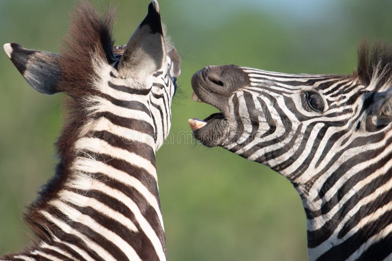 Zebra fighting stock photo. Image of national, wildlife 18616324