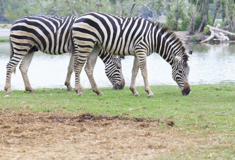 133,157 African Animals Stock Photos - Free & Royalty-Free Stock Photos from Dreamstime 133,157 African Animals Stock Photos - Free & Royalty-Free Stock Photos from Dreamstime