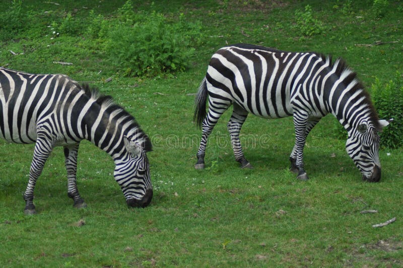 Two peaceful zebras are grazing in a field. Two peaceful zebras are grazing in a field.