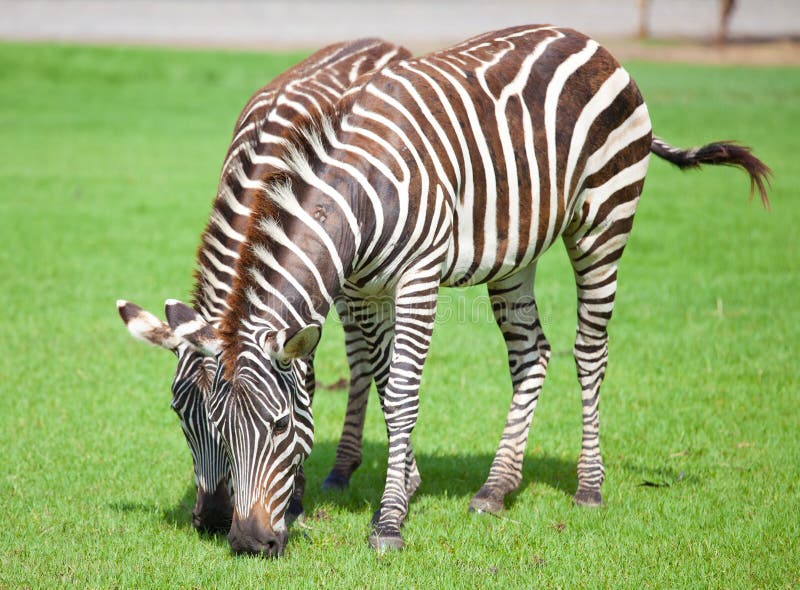 Zebra eating stock photo. Image of black, eating, safari 19757178