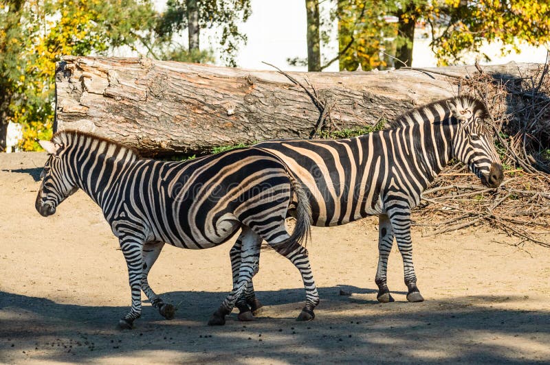 are zebras with black stripes black are zebras with black stripes black