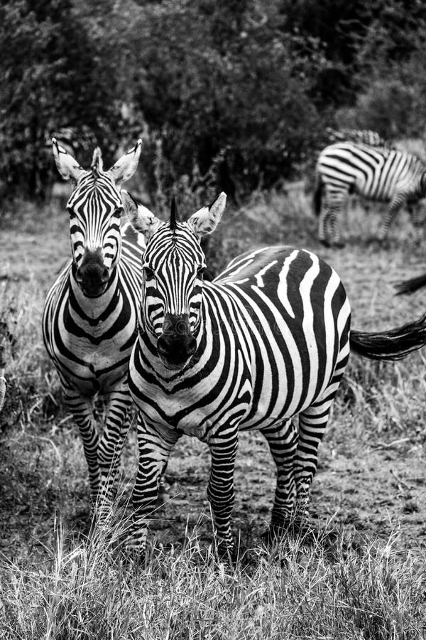 Zebras black and white stock image. Image of meadow, masai - 7324423