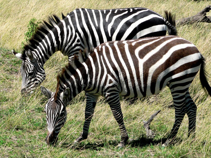 Two zebras eat grass stock photo. Image of nature, travel - 15666598
