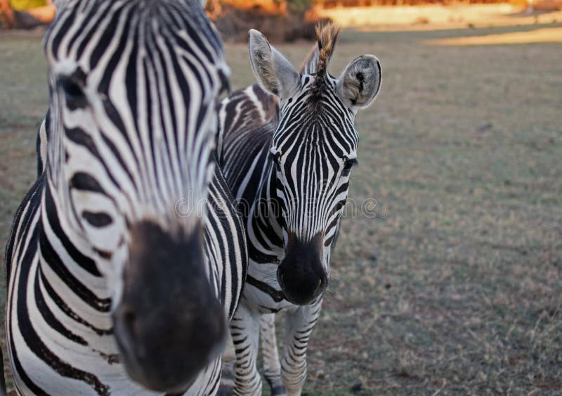 Two zebras in nature royalty free stock photos Two zebras in nature royalty free stock photos