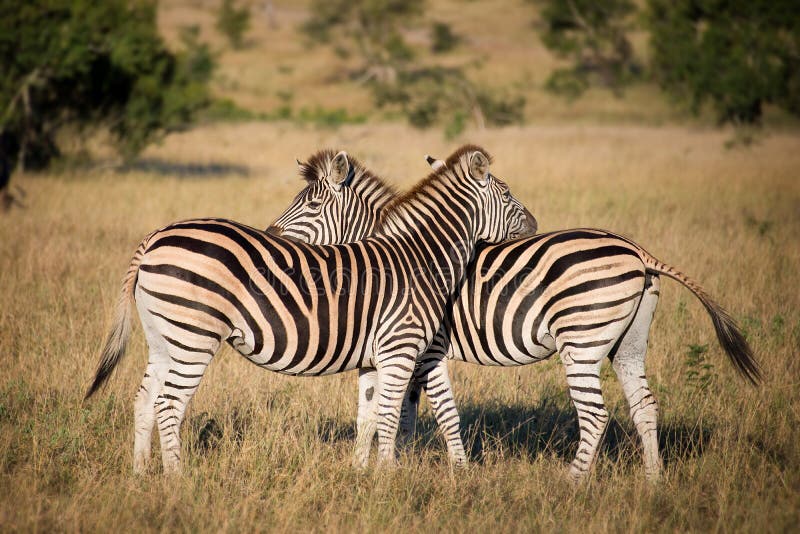 Zebras in South Africa stock photo. Image of exotic, park 47669976