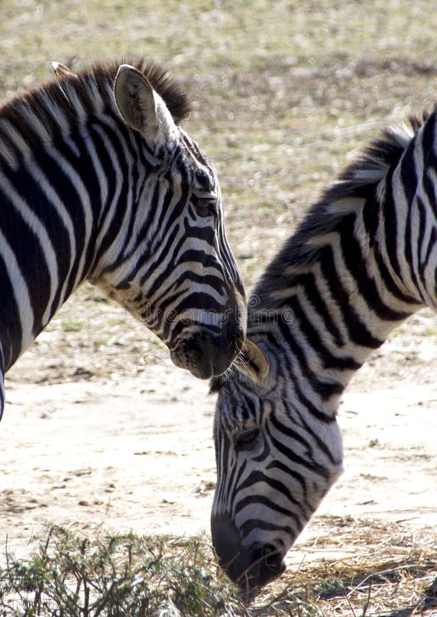 Two Zebras stock photo. Image of zebras, stripes, mammal - 109085828