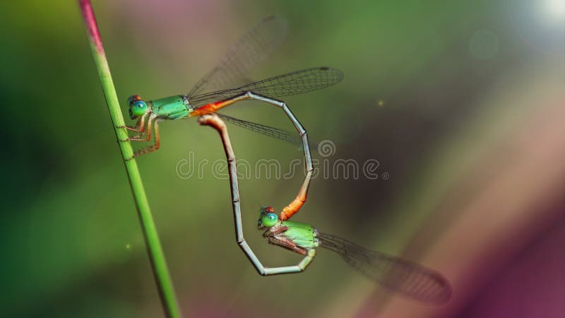 two green colorful damselfly mating, macro photography of this small gracious Odonata. nature scene