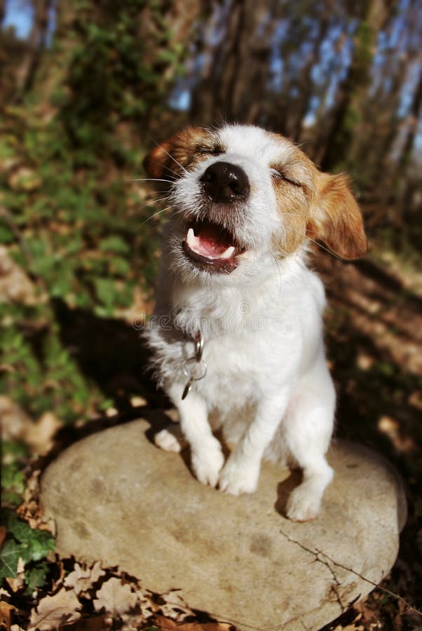 TYCK OM NATURBEGREPPET ROLIG JACK RUSSELL HUND SOM GÖR EN ENFALDIG FRAMSIDA PÅ SKOGEN arkivbild TYCK OM NATURBEGREPPET ROLIG JACK RUSSELL HUND SOM GÖR EN ENFALDIG FRAMSIDA PÅ SKOGEN arkivbild