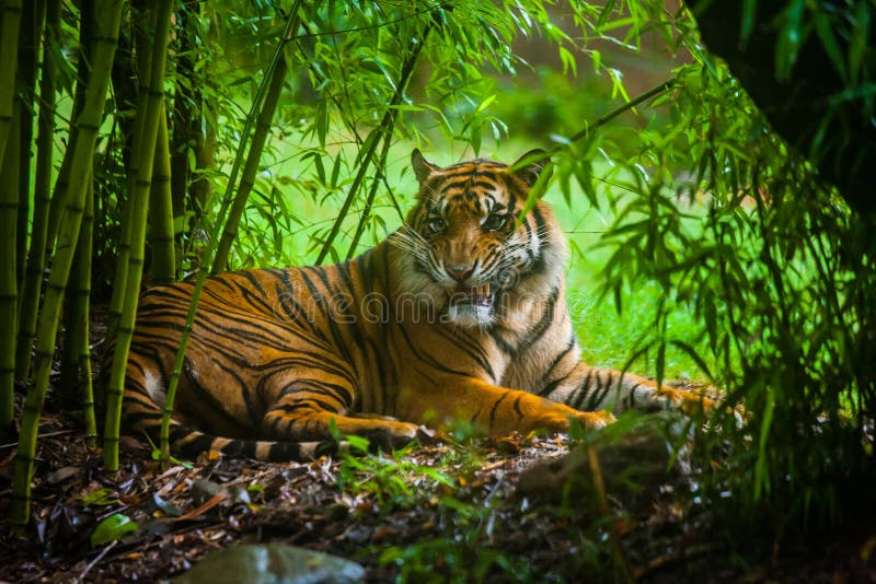 A tiger opening mouth is sitting in a bamboo forest, staring at its prey. A tiger opening mouth is sitting in a bamboo forest, staring at its prey