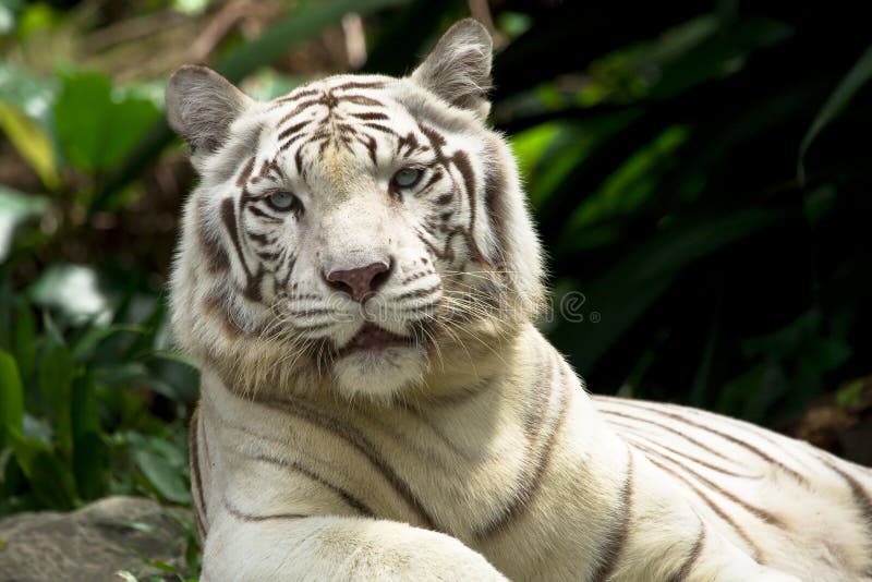 White tiger (also snow white or pure white). White tiger (also snow white or pure white)