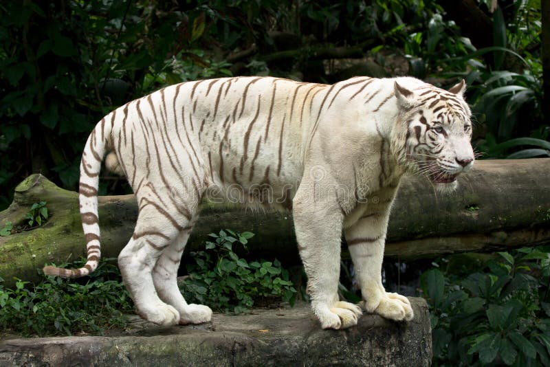 White tiger (also snow white or pure white). White tiger (also snow white or pure white)