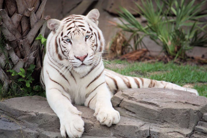 White tiger sitting on a rock. White tiger sitting on a rock