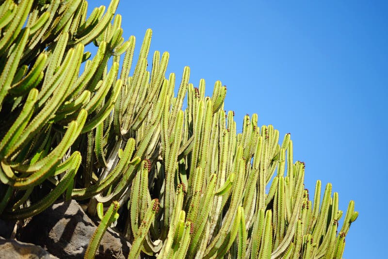 Tyicalcactussen op de Canarische Eilanden Lanzarote, Spanje stock foto Tyicalcactussen op de Canarische Eilanden Lanzarote, Spanje stock foto