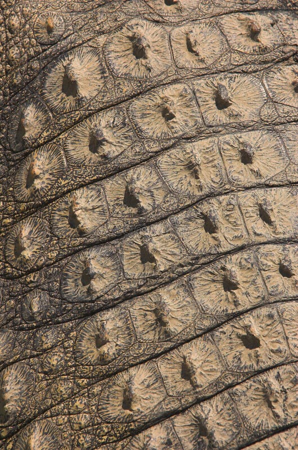 Crocodile skin texture. Crocodile skin texture