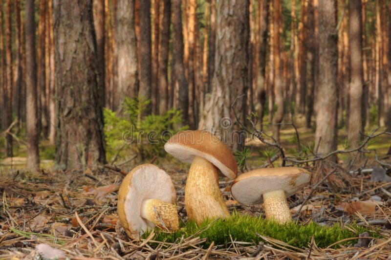 Tylopilus felleus fungus