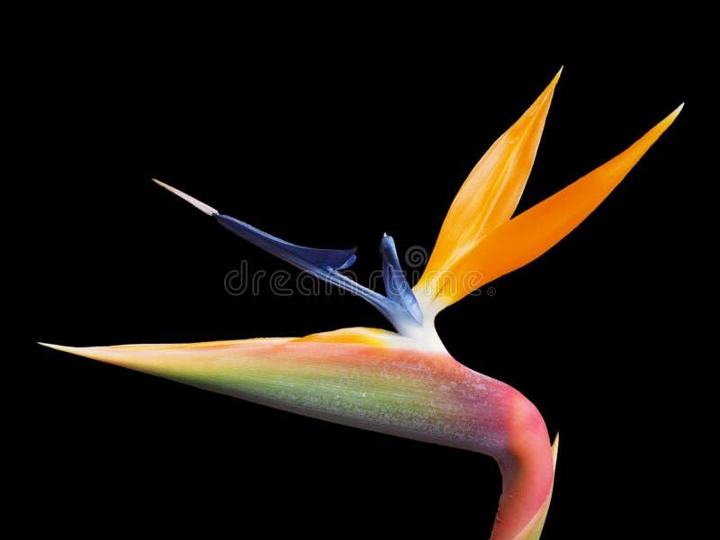 Type clolorful vibrant simple de reginae de Strelitzia de l'oiseau de la fleur de paradis sur un fond noir photos libres de droits Type clolorful vibrant simple de reginae de Strelitzia de l'oiseau de la fleur de paradis sur un fond noir photos libres de droits